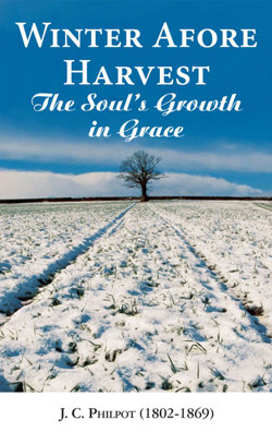 Winter Afore Harvest